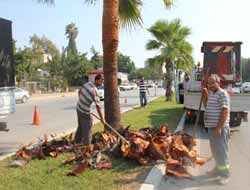 Palmiye Ağaçları Fazlalıklarından Arındırılıyor