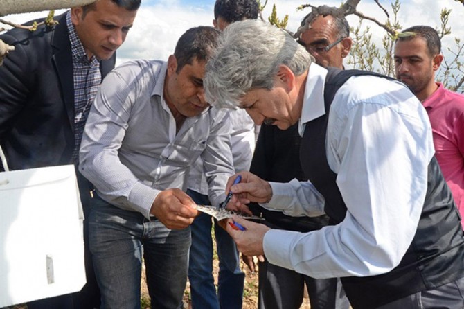 Dal güvesine karşı bioteknik mücadele dönemi başladı