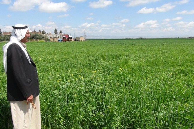 Nisan yağmuruyla yüzleri gülen çiftçiler yüksek rekolte bekliyor