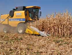 Batman'da Mısır Hasadı Sona Erdi