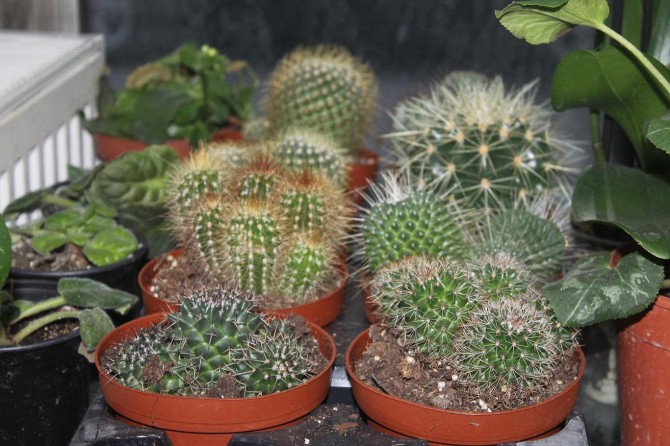 "Kaktüs radyasyonu önlüyor"