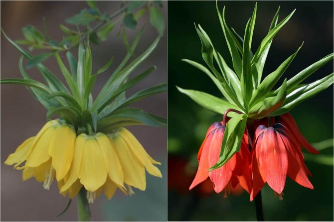 Hüznün çiçeği: Ters laleler