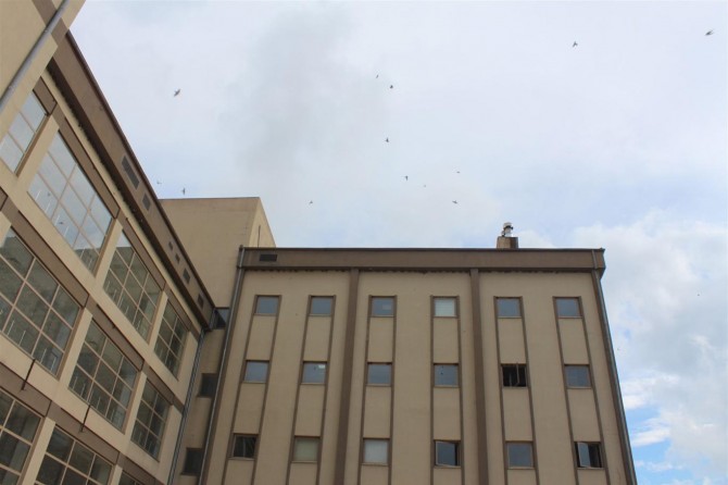 Kırlangıçlar hastanede misafir gibi ağırlanıyor