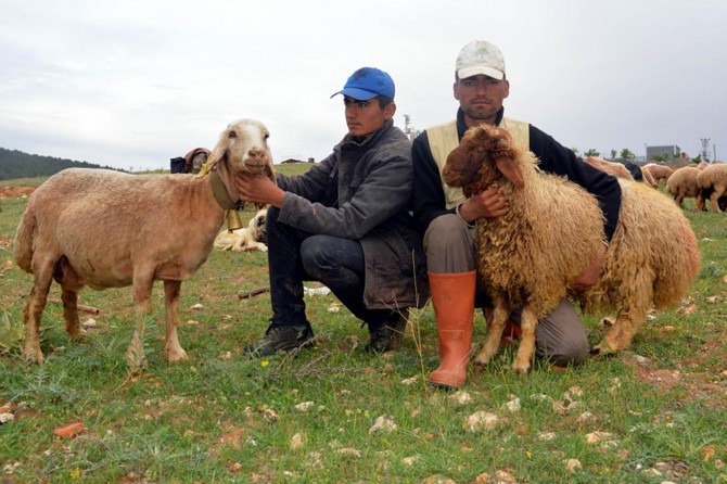 "Gün boyu bütün yorgunluğumuzu 'meleme' sesleri alıyor"