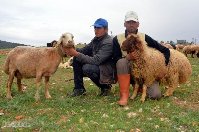 Kalekala pez betilandina me ya temamê rojê dibe