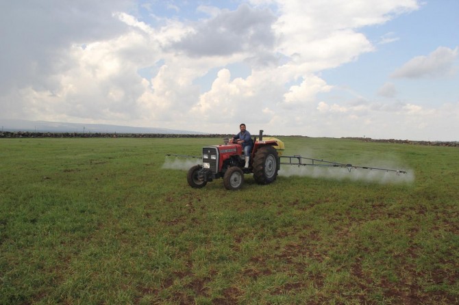 Yağan yağmura rağmen çiftçi dertli