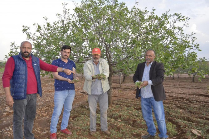 "Dolu yağışı nedeniyle iki yıllık mahsulümüz gitti"