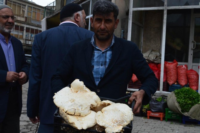 Dağların yüksek kesimlerinden toplanan mantar cep yakıyor