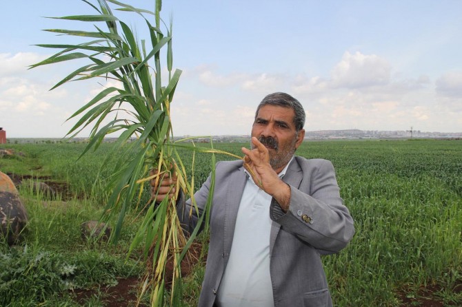 Çiftçinin buğday pası mücadelesi