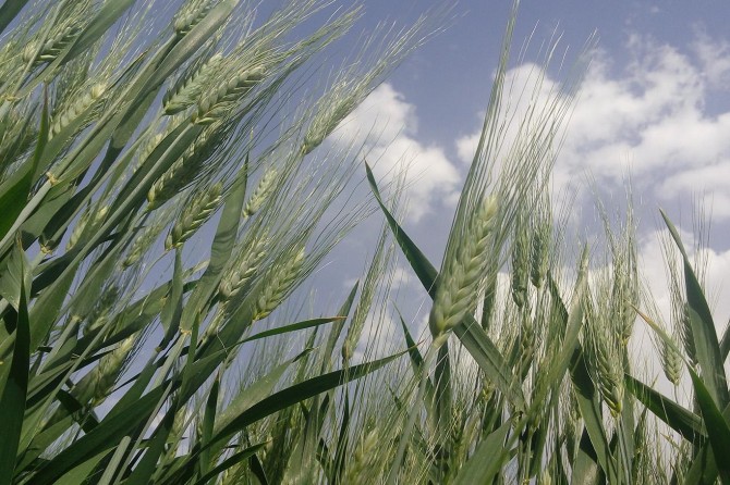 "Bahar yağmurları hububat rekoltesine olumlu yansıyacak"