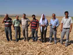 Toprak Mahsulleri Ofisi  Alım Yapmadı, Mısır Fiyatları Düştü