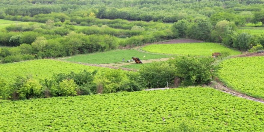 Üreticilere 425 milyon liralık destek ödemesi yapılacak