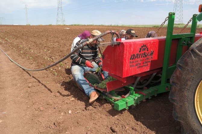 Adıyaman’da tütün ekimine başlandı