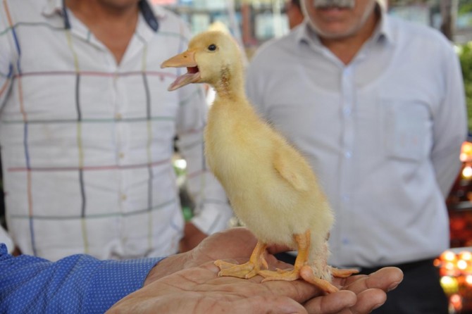 4 ayaklı ördek ilgi odağı oldu