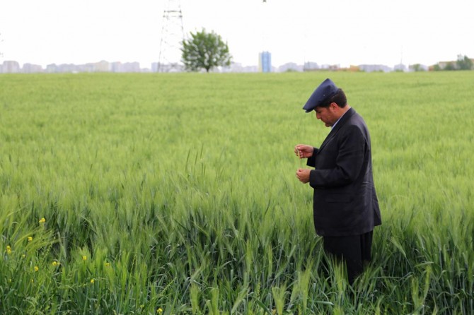 Süne ile tam zamanında mücadele edilmelidir
