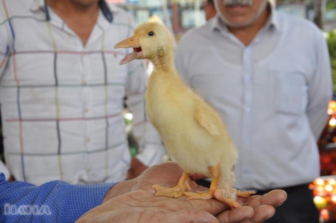 Werdeka çar ling balan kişand li ser xwe