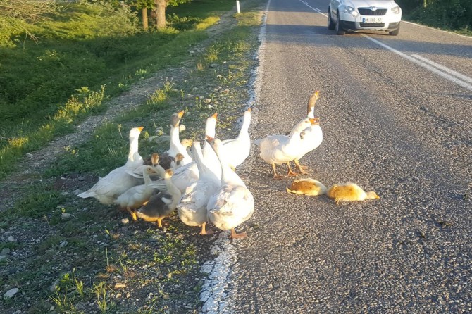 Kazlardan "vefa" örneği