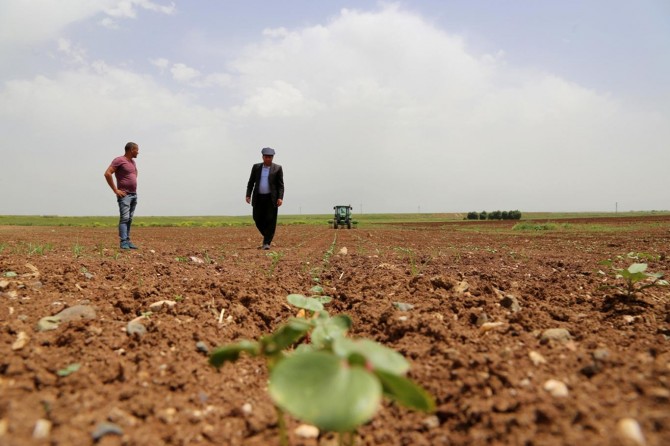 Diyarbakır'da pamuk üreticileri indirimli mazot istiyor