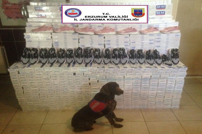 Erzurum'da 84 bin paket kaçak sigara ele geçirildi