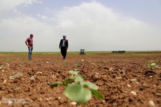 Hilberînerên pembû mazota erzan dixwazin