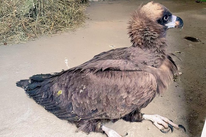 Bitkin halde bulunan akbaba koruma altına alındı