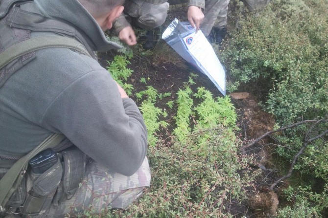 Batman’da 350 kök Hint keneviri ele geçirildi