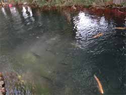 Gürpınar Alabalığına Yoğun İlgi