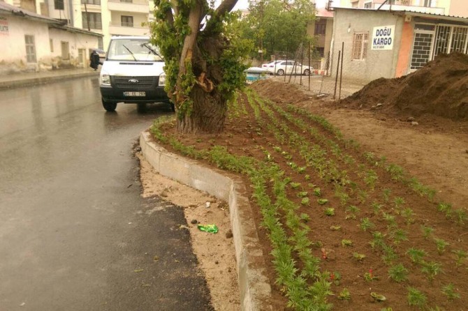 Asırlık ağacı kesmek yerine yolu değiştirdiler