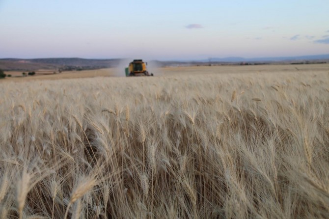 Tahıl ürünleri üretim miktarının artması bekleniyor