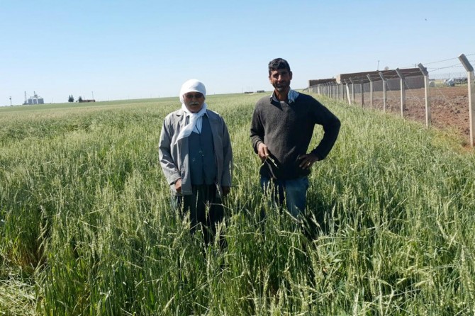 Dolu yağışı çiftçileri vurdu