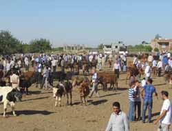 Büyükbaş Hayvancılık Can Çekişiyor