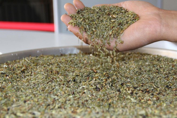 Gaziantep’te firik sezonu başladı