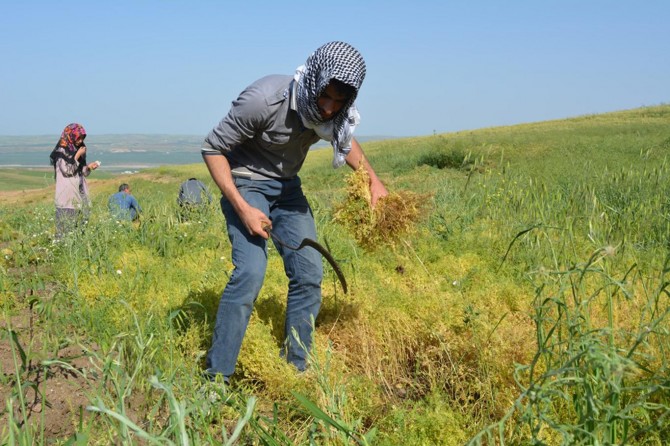 Ramazan ayına denk gelen mercimek hasadı başladı