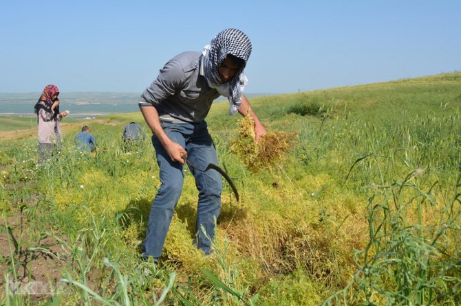 Paleyiya nîskan a ku li rasta meha Remezanê hat dest pê kir