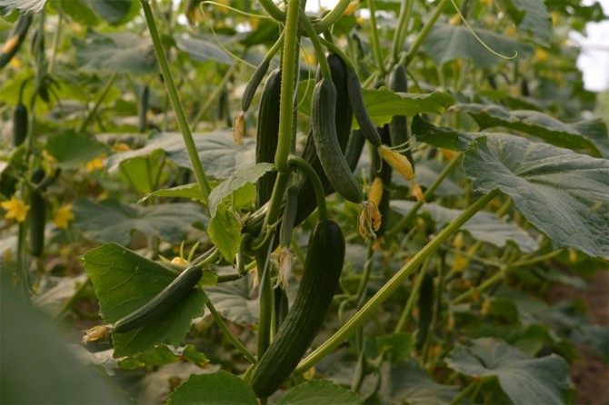 Çiftçiler salatalık hasadına başladı