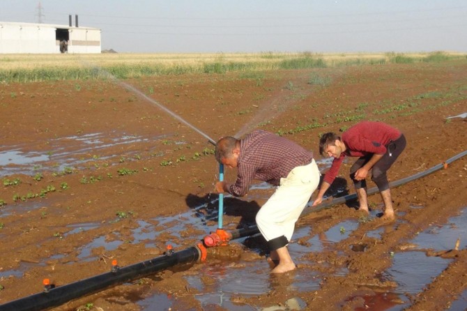 Yaz sıcağında oruçlu halde tarlada çalışıyoruz