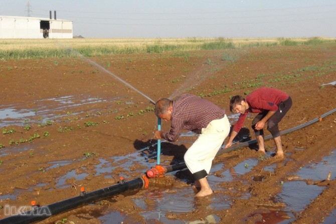 We are working in the field at summer time while fasting