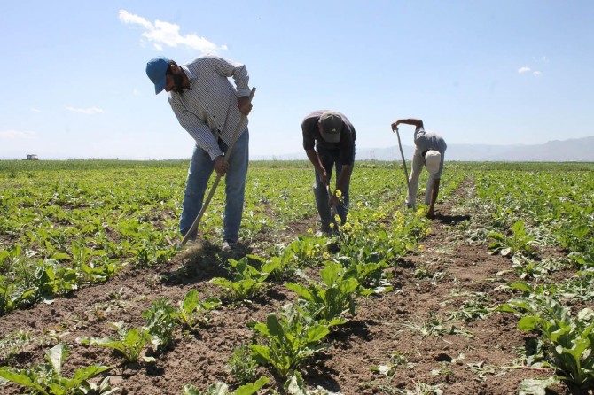 Çapa işçilerinin zorlu Ramazan mesaisi foto