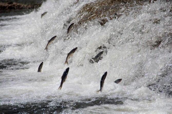 İnci Kefali'nin tatlı su yolculuğu hayran bırakıyor