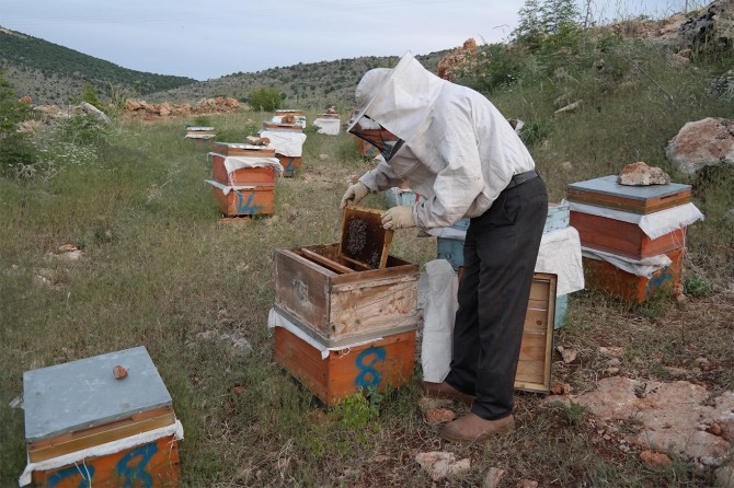 Anız yakma arıcılığa zarar veriyor