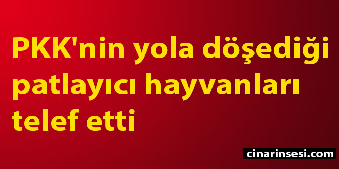 Tunceli Nazimiye'de PKK'nin yola döşediği patlayıcı hayvanları telef etti
