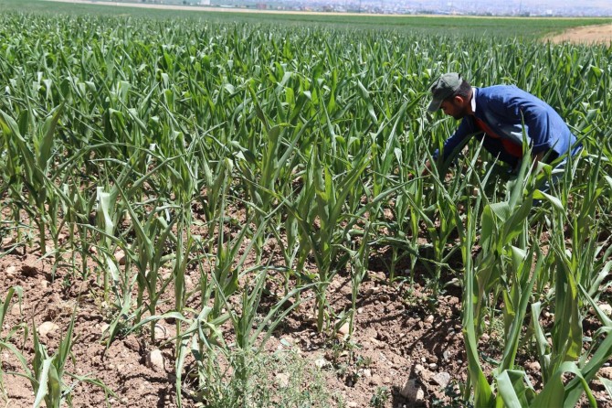 "Su alamadığımız için tarlalarımız kurumak üzere"