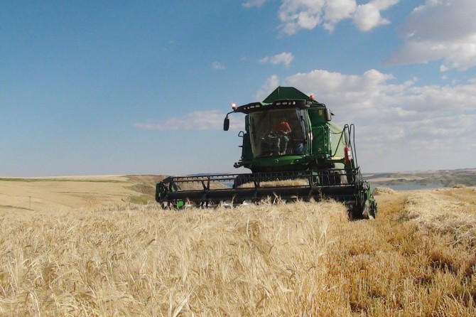 Adıyaman’da hububat hasadı başladı