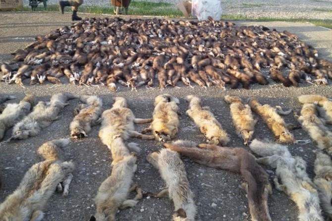 Batman’da yüzlerce sansar, tilki ve su samuru postu ele geçirildi