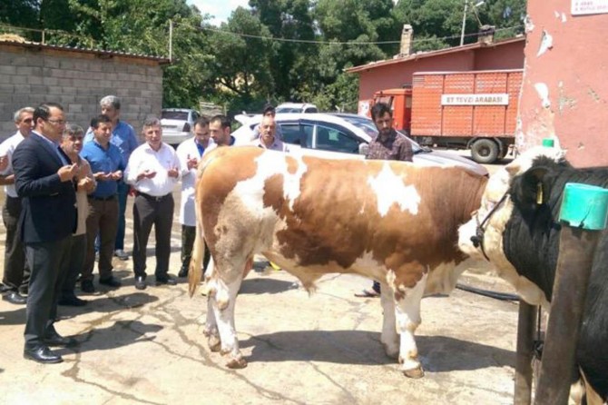 Yardıma muhtaç aileler için büyükbaş hayvan kesildi