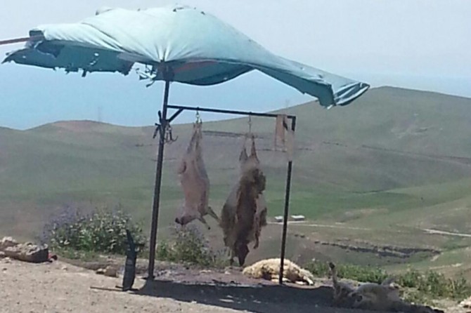 Van’da kaçak kasaplara operasyon foto