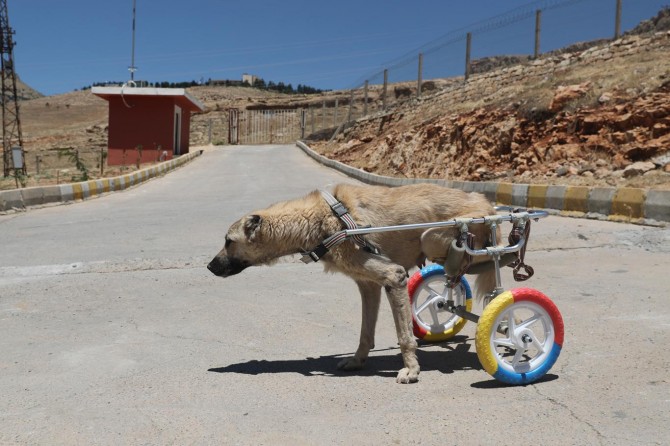 Felç ve sakat köpeklere yürüteç yapıldı