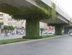 Yeşille Bezenmiş Taşıyıcı Kolonlar