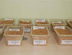 Borsa'da Buğday İhalesi