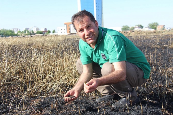 Diyarbakır'da  25 dönümlük buğday tarlası kül oldu